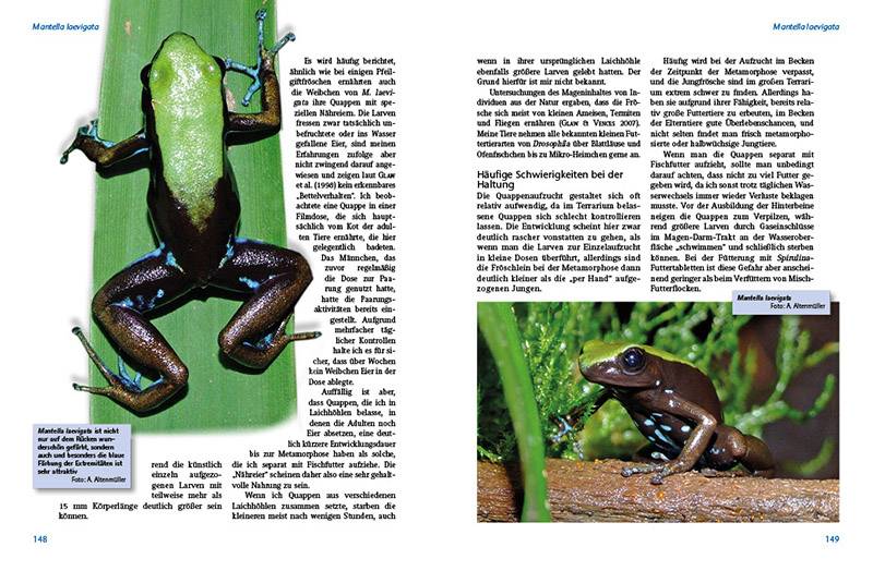 Preview: Madagaskar-Buntfrösche – Die Gattung Mantella